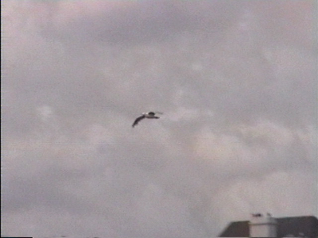 41 - VOL D'OISEAU 2.JPG